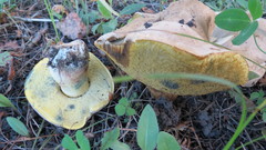 Caloboletus radicans