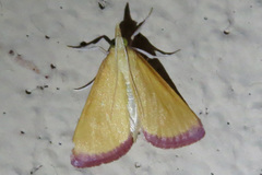 Xanthostege plana