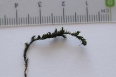 Cinclidotus fontinaloides