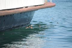 Tachybaptus ruficollis