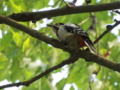 Dendrocopos major