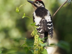 Dendrocopos major