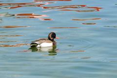 Anas platyrhynchos × Netta rufina