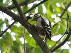 Dendrocopos major