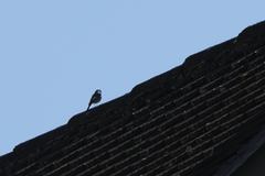 Phoenicurus ochruros