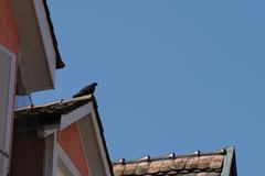 Columba livia domestica