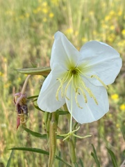 Oenothera nuttallii