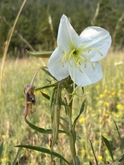 Oenothera nuttallii