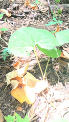 Asarum canadense