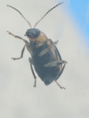 Cerotoma trifurcata