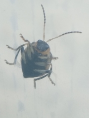 Cerotoma trifurcata