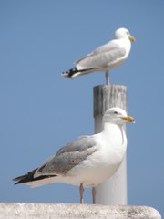Larus argentatus