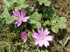 Malva sylvestris
