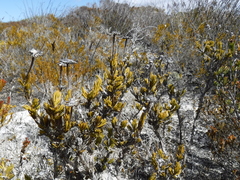 Felicia canaliculata