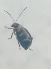 Cerotoma trifurcata