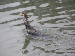 Phalacrocorax carbo