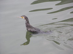 Phalacrocorax carbo