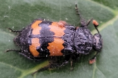 Nicrophorus hybridus
