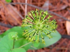 Malaxis brachyrrhynchos