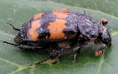 Nicrophorus hybridus
