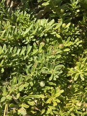 Myoporum parvifolium