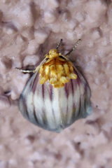 Eulithosia plesioglauca