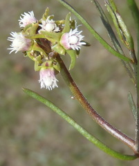 Eustegia minuta