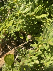 Myoporum parvifolium