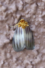 Eulithosia plesioglauca