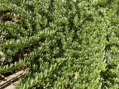 Myoporum parvifolium
