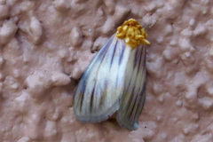 Eulithosia plesioglauca