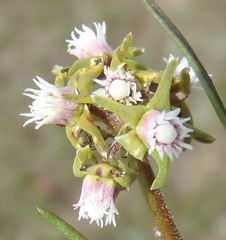 Eustegia minuta