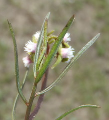 Eustegia minuta