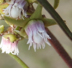 Eustegia minuta