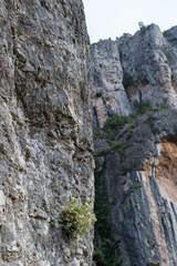 Potentilla caulescens