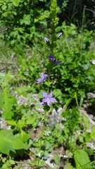 Triodanis perfoliata