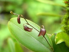 Stelis resupinata