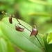 Stelis resupinata - Photo (c) orgasmatron, some rights reserved (CC BY-NC), uploaded by orgasmatron