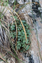 Potentilla caulescens