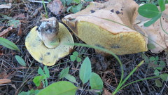 Caloboletus radicans