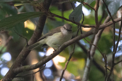 Microeca flavigaster