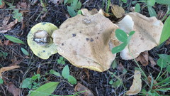 Caloboletus radicans