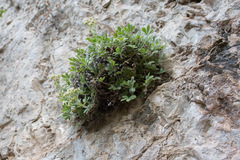 Potentilla caulescens