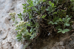Potentilla caulescens
