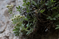 Potentilla caulescens