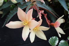 Begonia × tuberhybrida