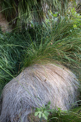 Schoenus nigricans
