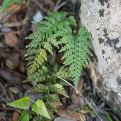 Asplenium onopteris