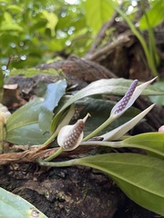 Anthurium obtusum