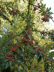 Cotoneaster × watereri